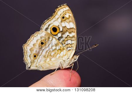 Lemon Pansy Butterfly