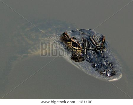 Gator