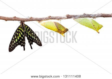 Isolated Tailed Jay Butterfly With Chrysalis And Mature On White