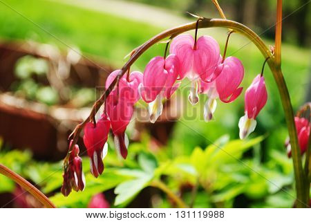 A Bleeding Heart Plant Blooming in Early Spring