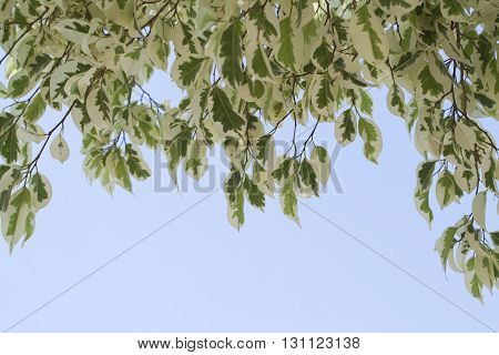 background nature leaves green beautiful art texture