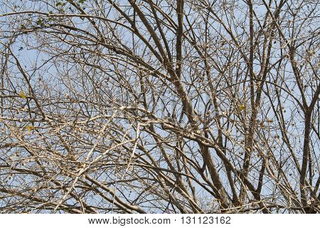background nature branch treetop stick brown twig