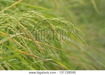 Fully grown paddy in a paddy field green agriculture land rural image of West Bengal India. Paddy is the biggest agricultural product of rural India especially in West Bengal India.