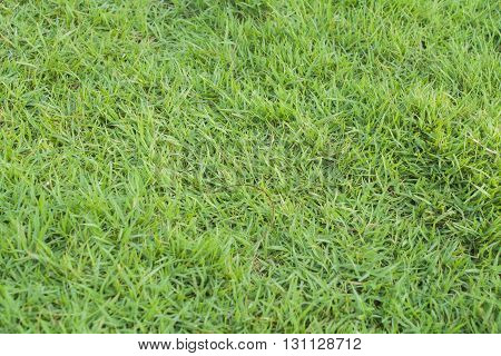 background nature lawn color green beautiful bright