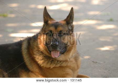 Male German Shepard