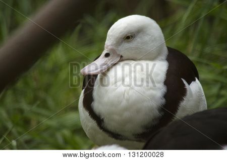this is a close up of a Radjah duck