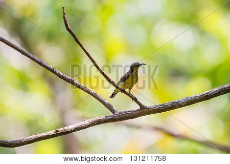 Olive-backed Sunbird, Yellow-bellied Sunbird
