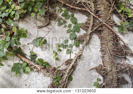 background nature leaves creeping plant roots wall