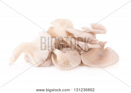 Mushroom On White Background.