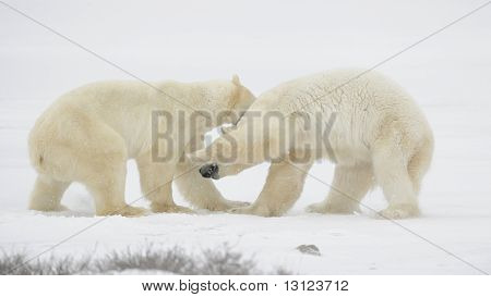 北极熊的战斗。
