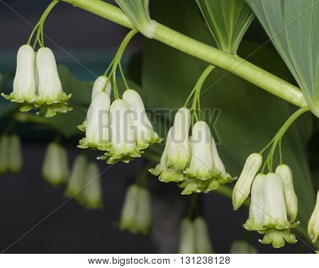 Flowers on blooming polygonatum odoratum angular Solomon's seal close-up selective focus shallow DOF