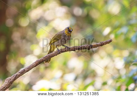 Stripe-throated Bulbul Bird, Standing On A Branch In Nature
