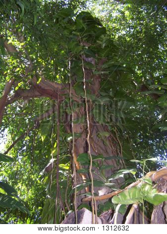 Tarzan'ın ağacı