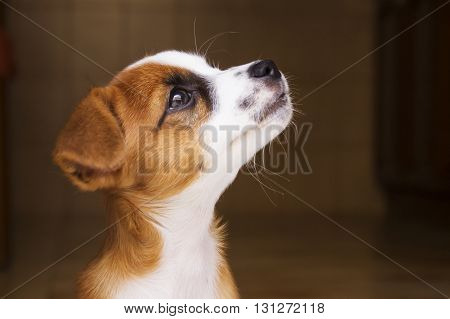 Little Puppy