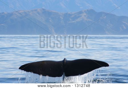 Whaletail4