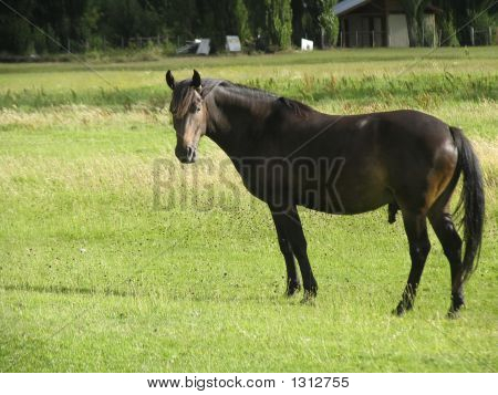 Lone hest