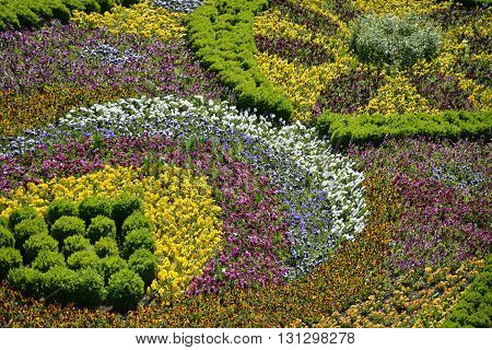 Multicoloured carpet of flowers. Flowerbed contains different heart's ease and little boxwoods.