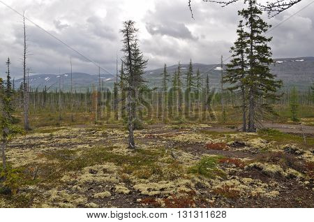 Mountain taiga Taimyr. The Taimyr Peninsula Putorana plateau Siberia Russia.