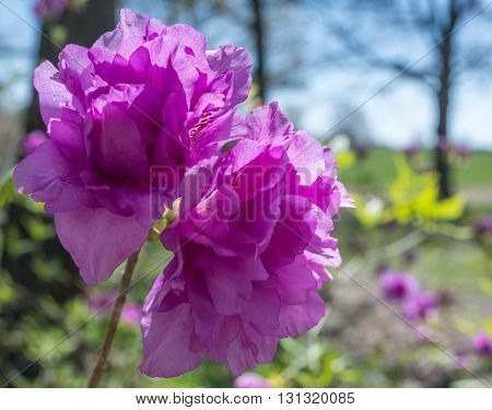 Dark spot give this pink azale blom a bit of depth.