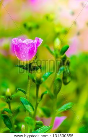 Portulaca Grandiflora (moss-rose Purslane Or Moss-rose), Family Portulacaceae..
