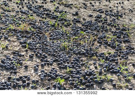 Black olives on the ground, Andalusia, Spain