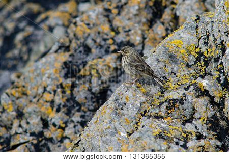 Rock pipit (Anthus petrosus) on rocky coast. Bird in the family Motacillidae shown in typical habitat on British coast