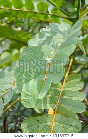 close up fresh green Ringworm Bush leaves in nature garden