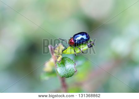 blue scarabaeidae on branch tree in the garden and eating leaves is food.