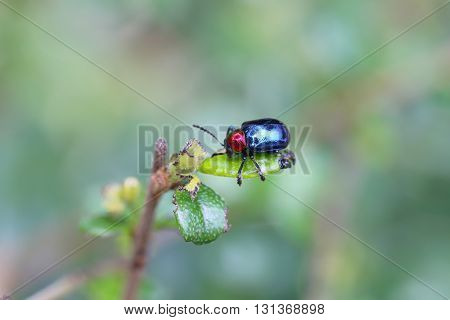 blue scarabaeidae on branch tree in the garden and eating leaves is food.