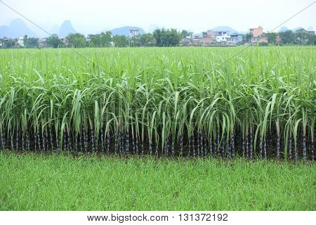 green sugarcane plants in growth at field