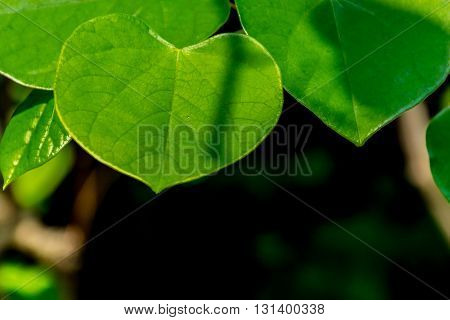 Juicy leaves closeup. Green leaves in the form of heart on light. Leaves on blurred background