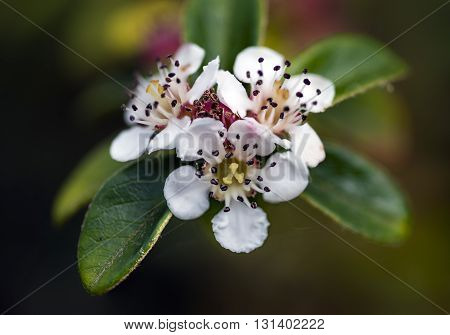Small white petals flower macro close up
