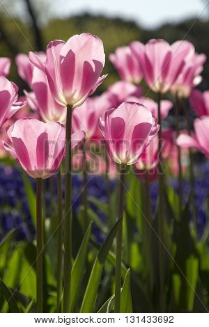 Beautiful tulips blossoms, fresh spring flowers, flowerbed
