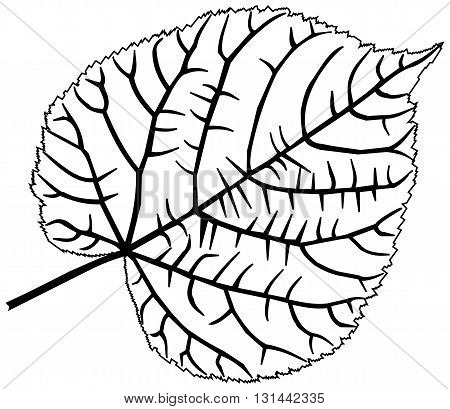 linden ,lime, teil, lime-leaf, vector, isolated linden leaf