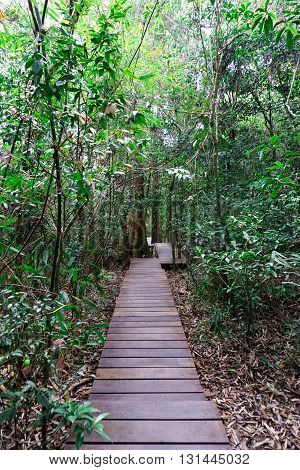wooden pathway into the forest for ecotourism