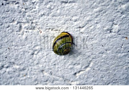 closeup of a vineyard snail on a white background