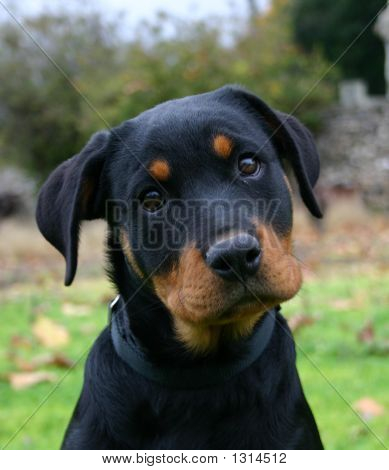 Hvalp Rottweiler
