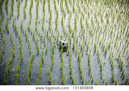 Soccer ball on a rice field, West Bengal, India