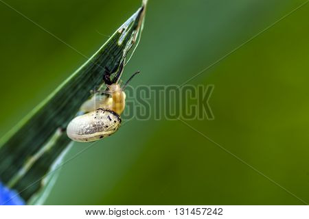 Snail on a iris plant leaf outdoor macro