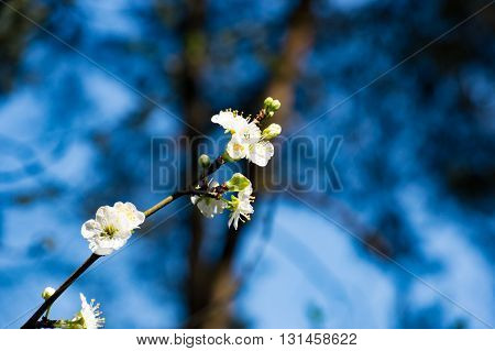 Beautiful white blossom flowers growing on a fresh branch with blue colors in the background