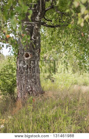 resting place under the canopy of birch. Tree in the summer day. hanging foliage