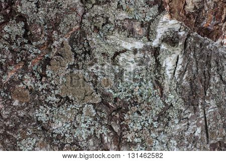 texture of the old Russian birch. The bark of old trees