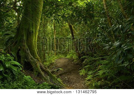 Road in the tropical jungle in Southeast Asia