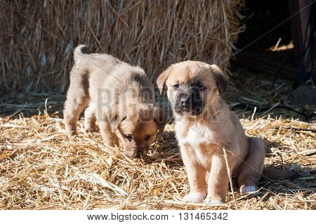 Two small dogs on a straw ground