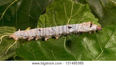 closeup of beautiful silkworm on grren mulberry leaves
