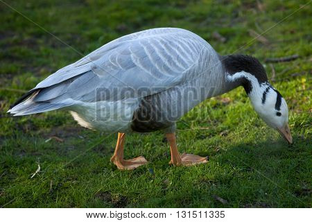Bar-headed goose (Anser indicus). Wild life animal. 