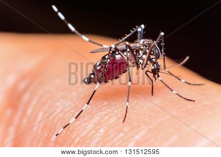 Close-up of a mosquito sucking blood, Mosquito