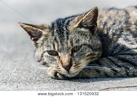 Striped cat lying on the ground relaxing