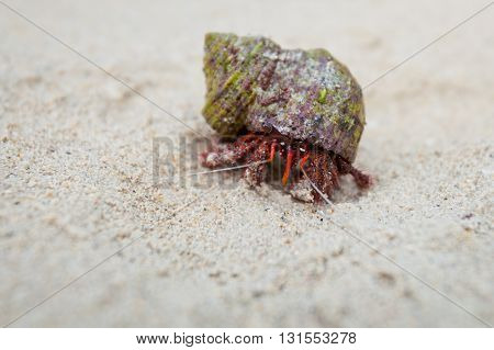 Beautiful red crab on beach on tropical island Koh Phangan in Thailand. Fauna of Chalokum beach.