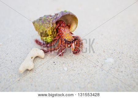 Beautiful red crab on beach on tropical island Koh Phangan in Thailand. Fauna of Chalokum beach.